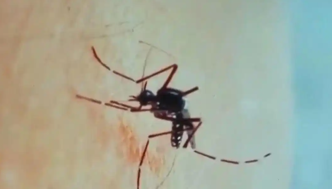 防控基孔肯雅热，珠海除甲醛公司履行好“个人健康第一责任人...