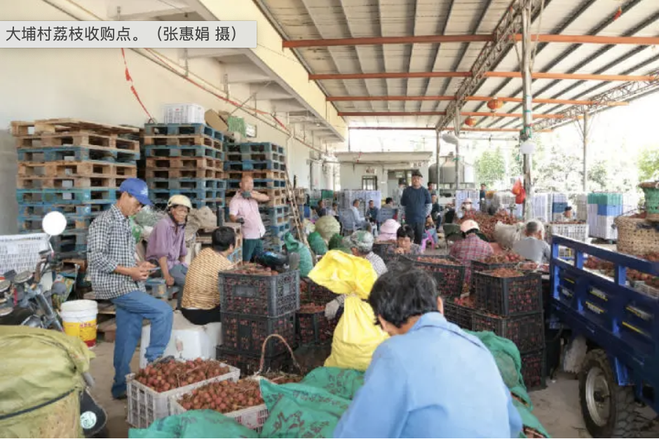 多路径破局突围 荔香四海甜“出圈”