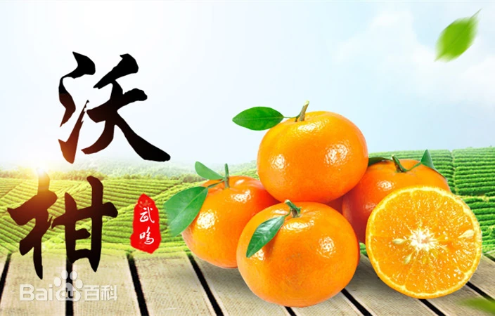 武鸣沃柑