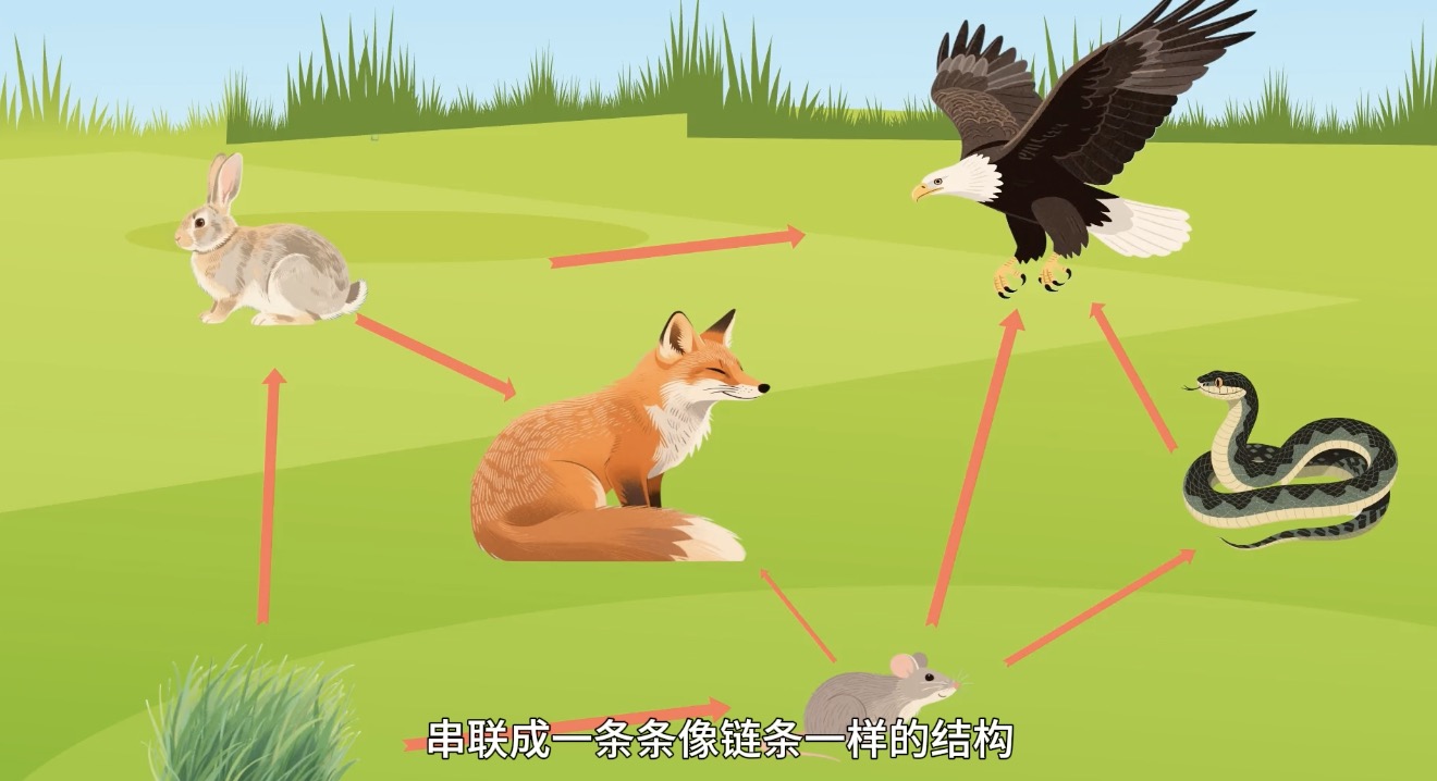 食物链