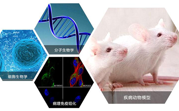 ● Various animal models for wound repair and reconstruction
● Animal models of bone implantation and bone filling
......
Disease animal models refer to animal experimental objects and related experimental materials established during the biomedical research process with simulated manifestations of human diseases, and are needed before clinical trials of products.