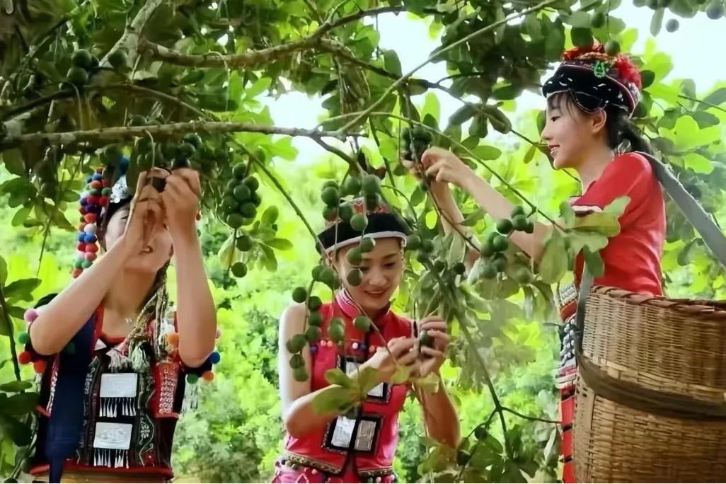 为什么是临沧？北回归线上“土特产”的破圈出海