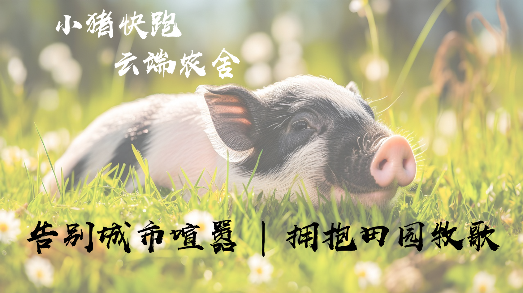 小猪快跑 - 云端农舍认养农业新势力