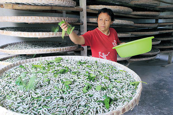 The history of silk farming in Huzho...