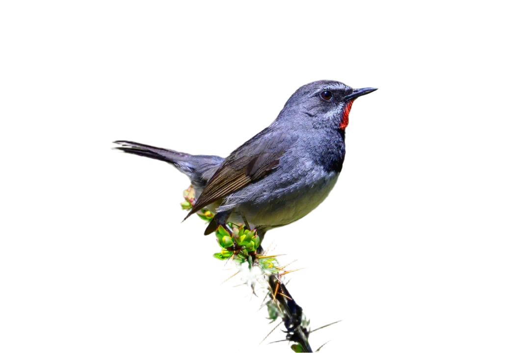 bird picture