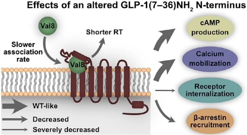 GLP-1RA药物优化：结构与细胞作用机理层面考量
