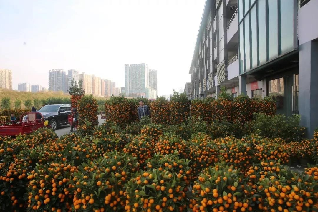2020年沙井街道迎春花市将在中亚硅谷园区盎然开市