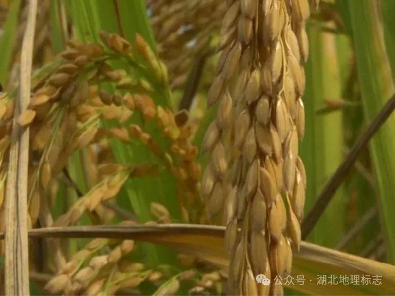 微信图片_20240625085019